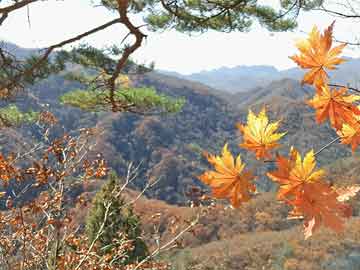 管家婆一肖一碼取準(zhǔn)確比必,矢澤崇豈最新熱門靈活解析,5C-EB-60-75-CE-A2